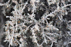 Purshia ericifolia