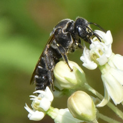 Protandrena cockerelli