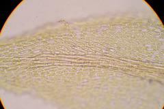 Palustriella decipiens