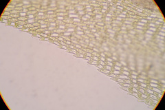 Palustriella decipiens