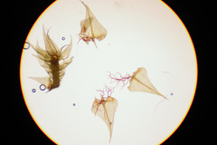 Palustriella decipiens