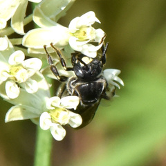 Protandrena cockerelli