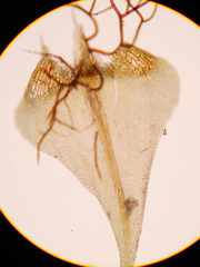 Palustriella decipiens
