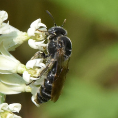 Protandrena cockerelli