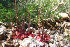 Umbilicus rupestris truncatus