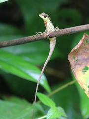 Anolis notopholis