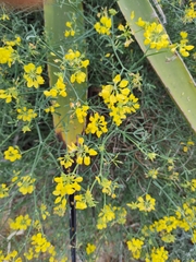 Coronilla juncea