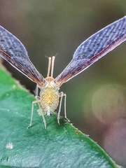 Peggiopsis