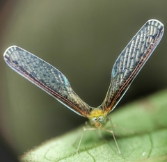 Peggiopsis