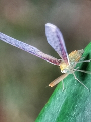 Peggiopsis