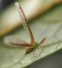 Peggiopsis
