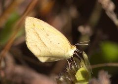 Eurema laeta