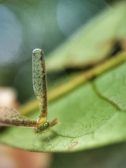 Peggiopsis