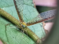 Peggiopsis