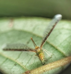 Peggiopsis