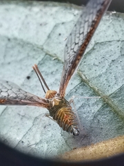 Peggiopsis