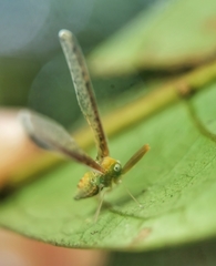 Peggiopsis