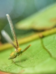 Peggiopsis