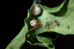 Parasteatoda cingulata