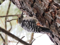 Dendrocoptes auriceps