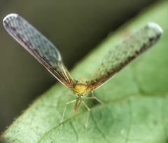 Peggiopsis