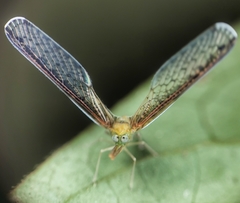 Peggiopsis