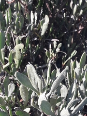 Limoniastrum monopetalum