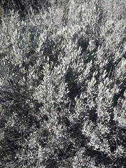 Limoniastrum monopetalum