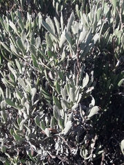 Limoniastrum monopetalum