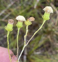 Senecio paniculatus