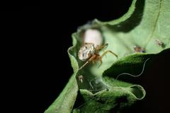 Parasteatoda cingulata