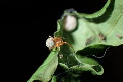 Parasteatoda cingulata