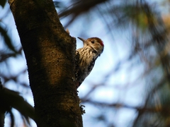 Dendrocoptes auriceps