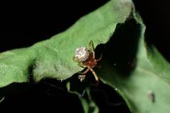 Parasteatoda cingulata