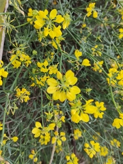 Coronilla juncea