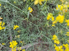 Coronilla juncea