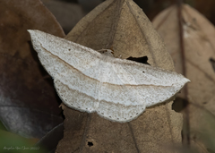 Heteralex rectilineata