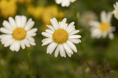 Media resource of Leucanthemum vulgare