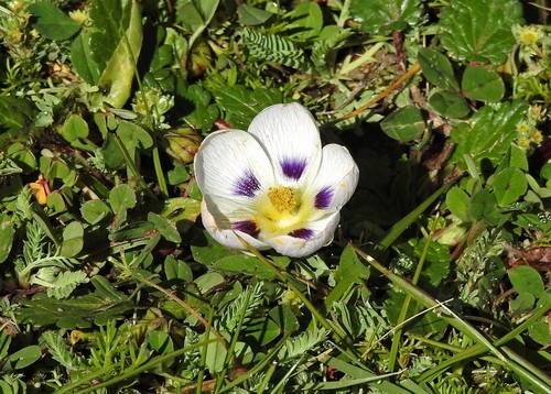 Acaulimalva nubigena (Acaulimalva nubigena)