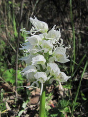 Orchis simia