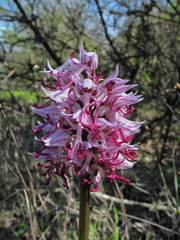 Orchis simia