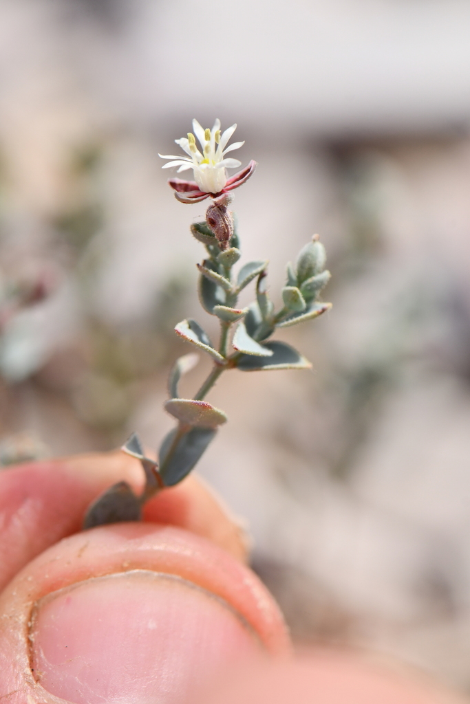 Drymaria axillaris