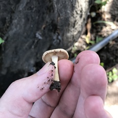 Agaricales