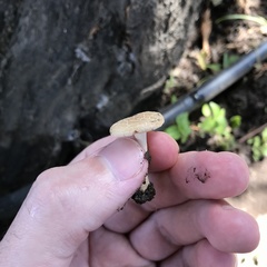 Agaricales