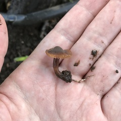 Agaricales