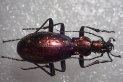 Carabus rutilans