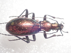 Carabus rutilans