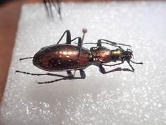 Carabus rutilans