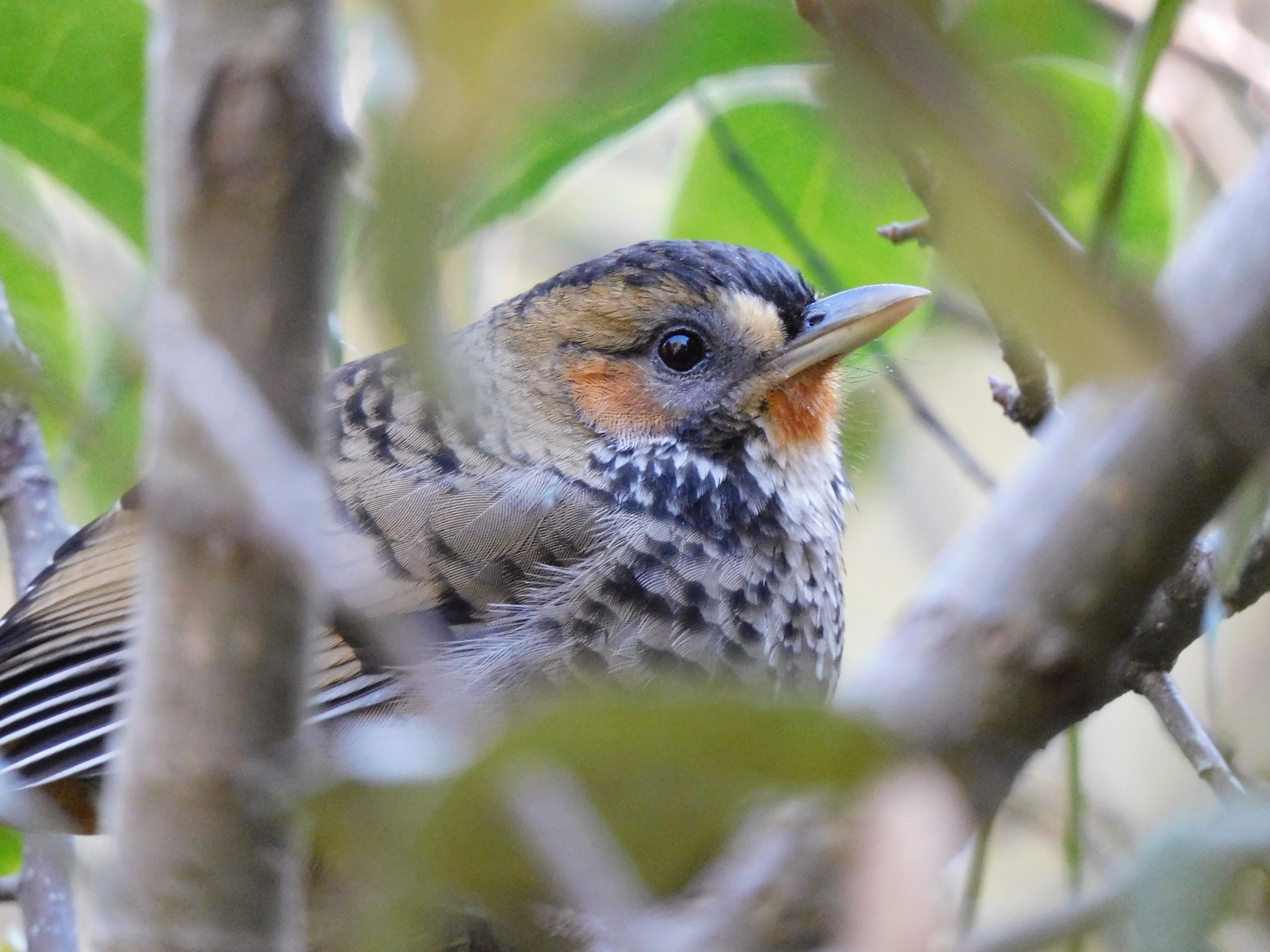 Rufous-chinned Laughingthrush