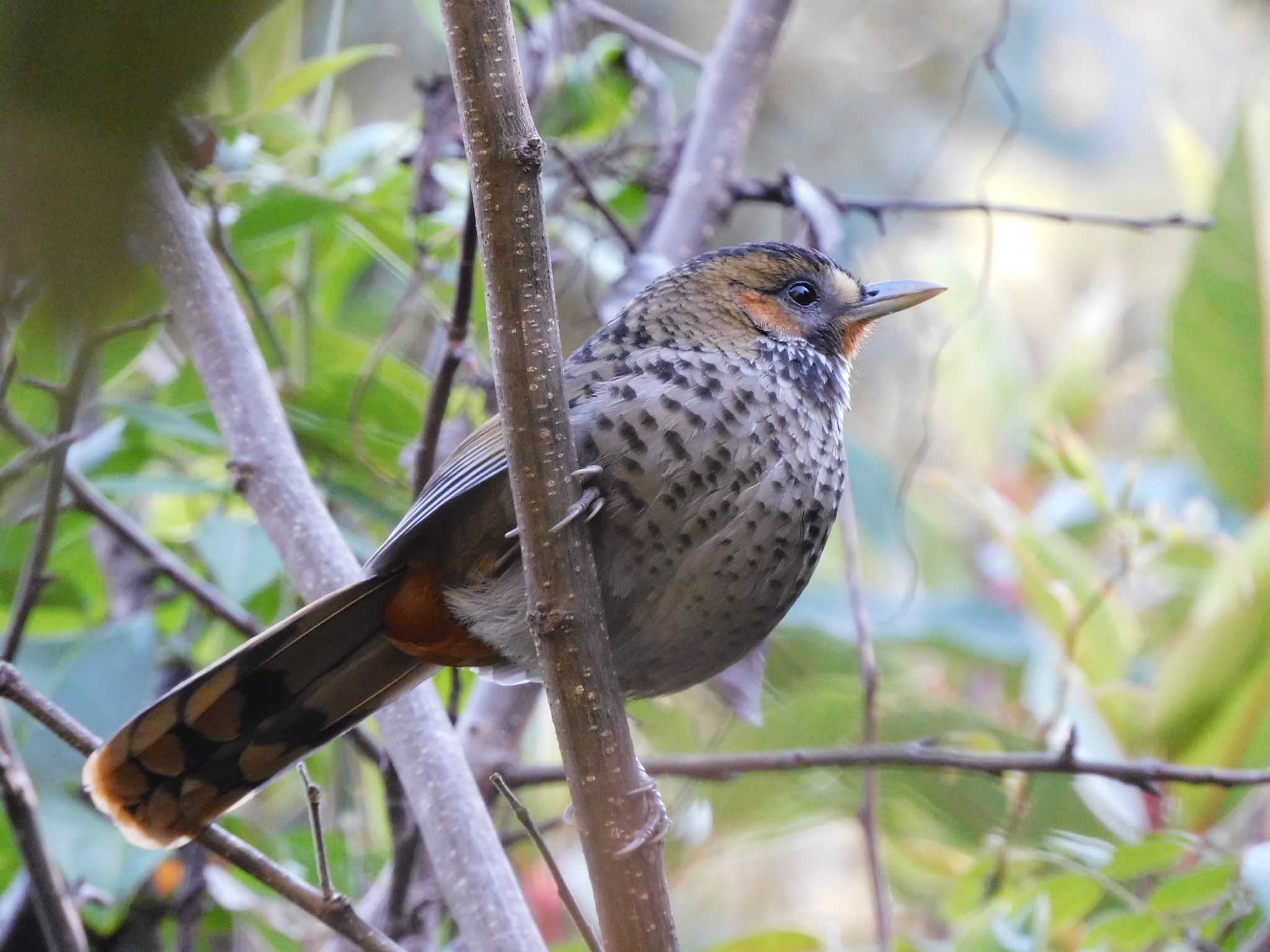 Rufous-chinned Laughingthrush
